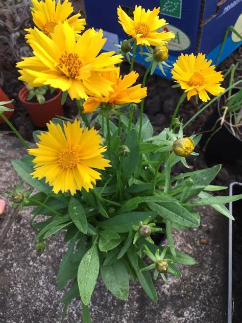 Annuals flowers gardening perennials plants. identification - What is this plant with yellow flowers on ...