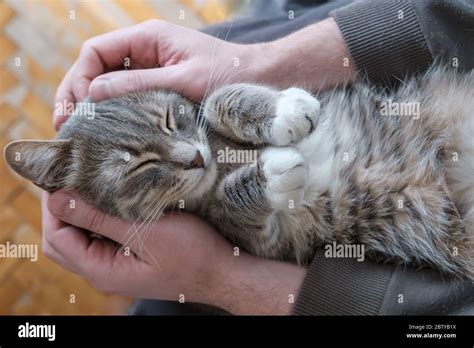 Cute Contented Cat Sleeps On Its Back Bending Its Paws In The Arms Of