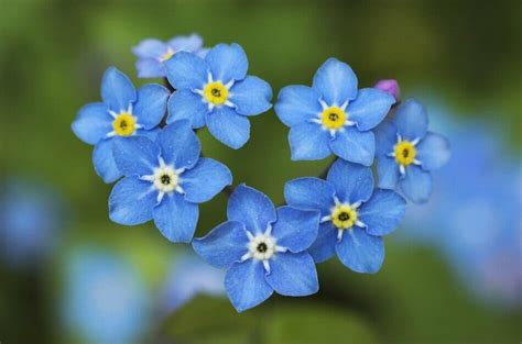 Ultimate Guide To Forget Me Not Flower Meaning And Symbolism Petal