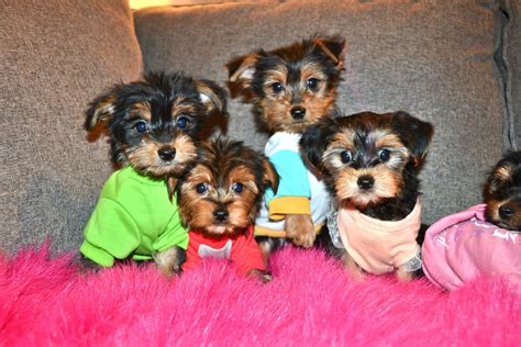Usda licensed commercial breeders account for less than 20% of all breeders in the country. TEDDY BEAR YORKIES | Puppies, Dog breeder, Tiny dogs