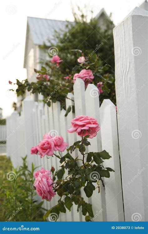 Pink Roses And White Picket Fence Stock Image Image Of Plant Roses