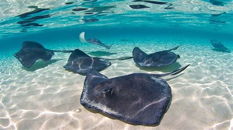 Different Types Of Rays How To Tell Them Apart Citrus Reef
