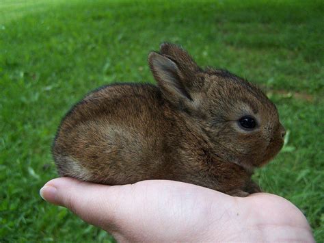 The Daily Cute Easter Bunnies Cute Bunny Pictures Cutest Bunny Ever Cute Baby Bunnies