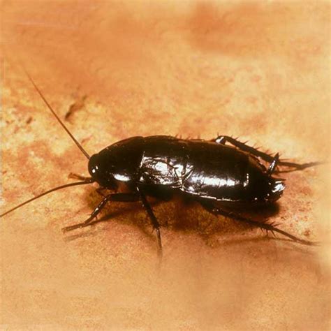 Oriental Cockroach Identification Western Exterminator Of Las Vegas