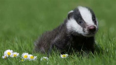 Its Baby Badger Season And Theyre The Cutest Things Youll Ever See