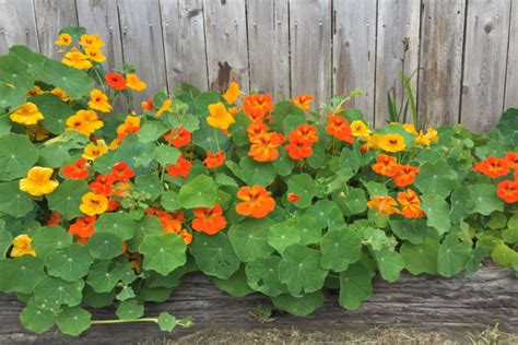 The Amazing Benefits Of Growing Nasturtiums In Gardens And Flowerbeds