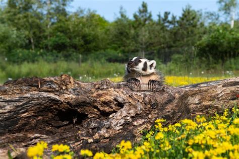 North American Badger Taxidea Taxus Cub Sits At Log Claws Over Top