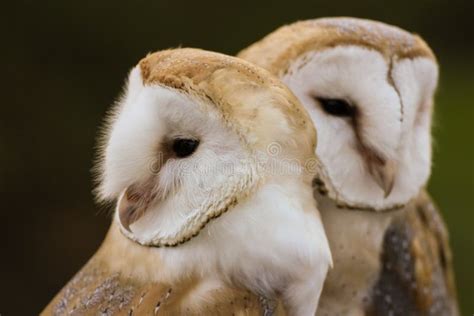 Couple Of Barn Owls Grooming Each Other Stock Image Image Of Asia Demon 27356567