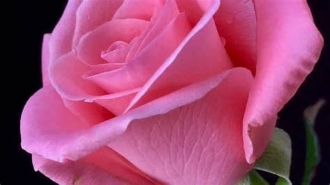 Light Pink Rose Flower Petals In Black Background Hd Rose Wallpapers