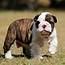Beautiful English Bulldog Puppy For Adoption $350 In $ 35000