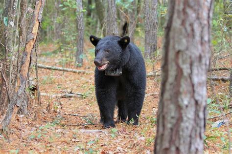 Black Bear Sightings Likely To Increase In Alabama News