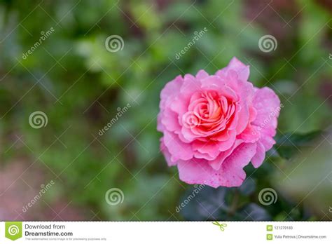 Pink Rose Flower On Nature Backgroundbeautiful Rose Flower In Garden