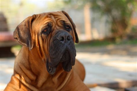 Droopy Brown Bulldog Face Image Free Stock Photo Public Domain