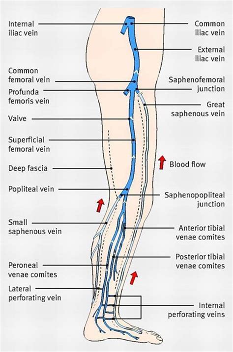 Major Veins In The Leg Vascular Ultrasound Diagnostic Medical