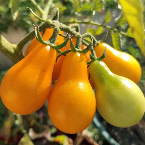 I first purchased a plant from a woman who grows organic i grew 'hallock' in my summer garden and later it showed up in an area that was waiting for some shrubs to be planted. Yellow Pear - Cherry Tomato Plant | GrowJoy.com