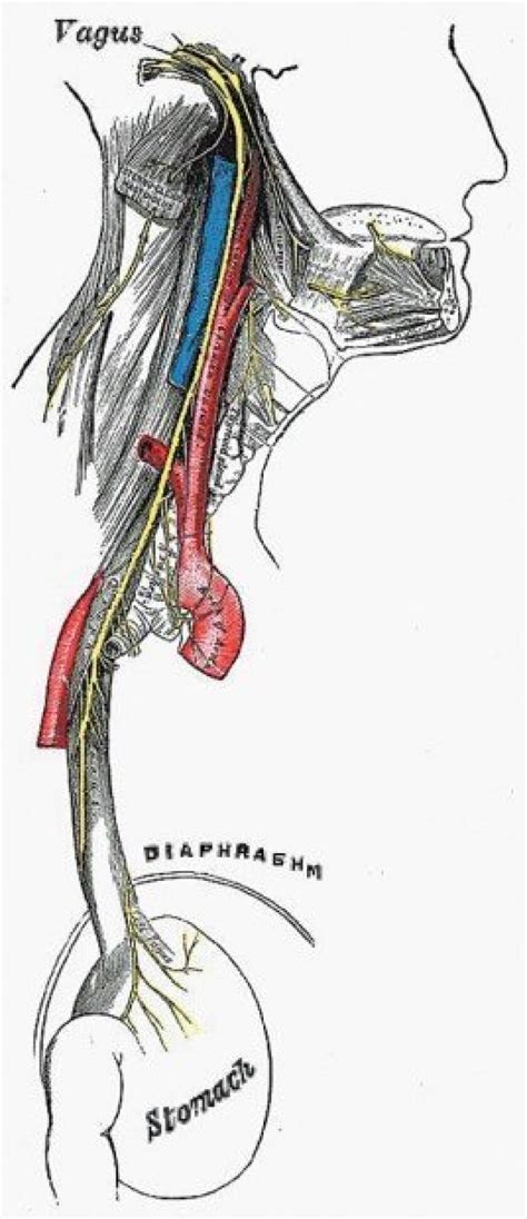 Diagram Of Vagus Nerve