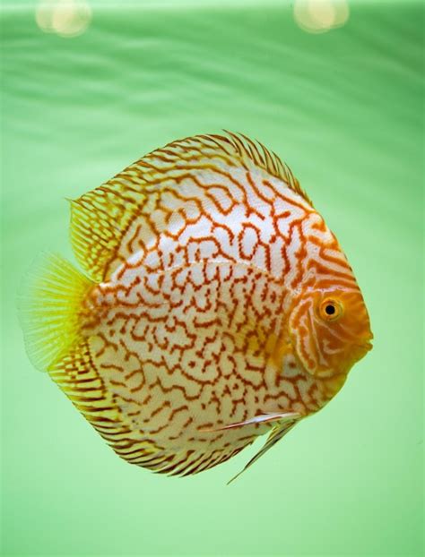 Premium Photo Discus Fish In Aquarium Show Symphysodon Discus