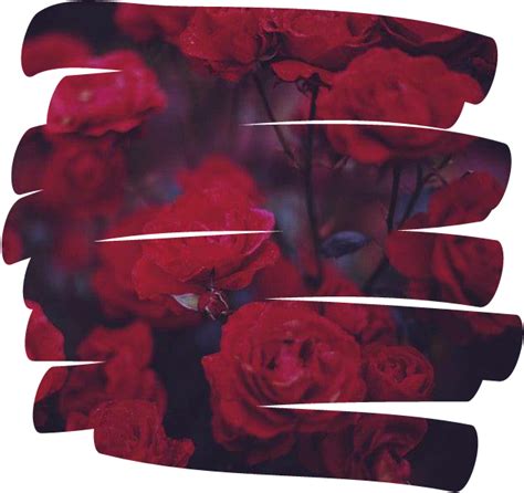 Download Rose Flower 꽃 Overlay Aesthetic Tumblr Red Aesthetic Red
