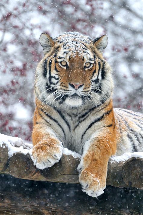 Majestic Snow Tiger Snow Tiger Cute Animals Animals Wild