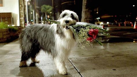 Click here to view dogs in ohio for adoption. ‎The Shaggy Dog (2006) directed by Brian Robbins • Reviews, film + cast • Letterboxd