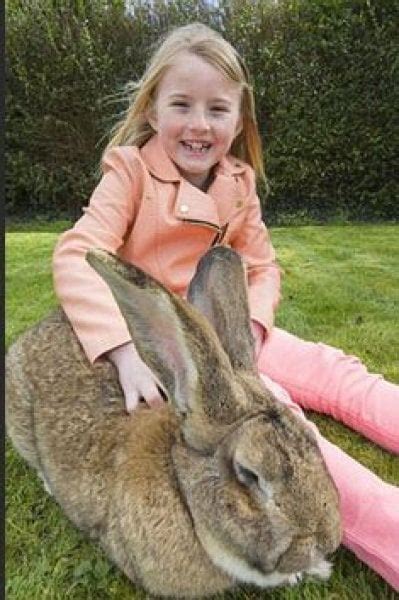 dünyanın en büyük tavşanı darius 25 kilo dünya haberleri