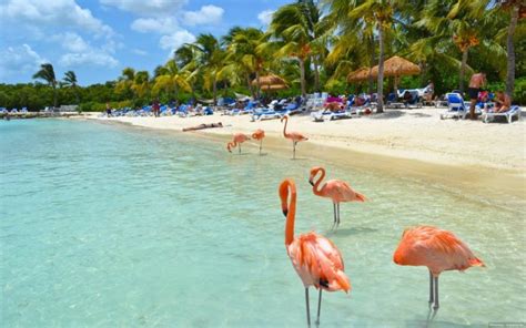 Flamingo Summer Beach Beach Tropical Island Water