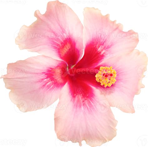Pink Hibiscus Flowers Blooming On Isolated Transparency Background