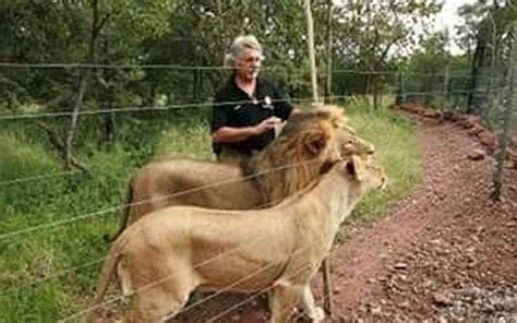 Lions Shot Dead After Mauling Owner When He Entered Enclosure The