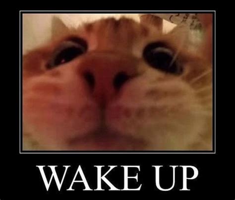 Wake Up Cat Reaction Pictures Wake Up Wake