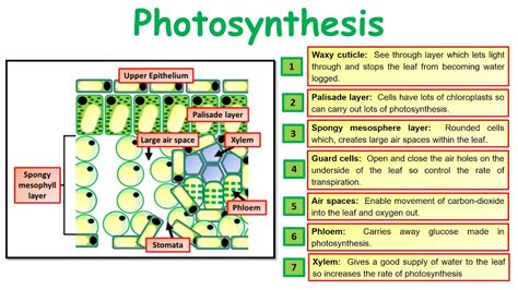 Gcse Biology Science Photosynthesis Revision Youtube