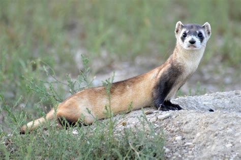 What Do Black Footed Ferrets Sound Like And Other Ferret Questions