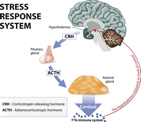 Hypothalamic Pituitary Adrenal Hpa Axis Structure How It Works