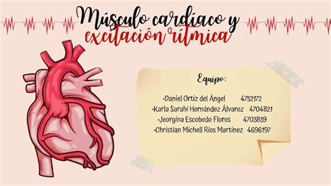 Músculo Cardiaco Y Excitación Rítmica Medicland Udocz