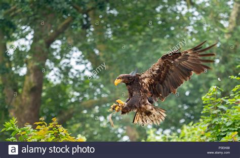 Brown Eagle In Flight Stock Photo Alamy