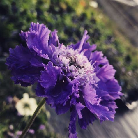 The Most Gorgeous Lilac Shade Scabious Homegrown Not Flown