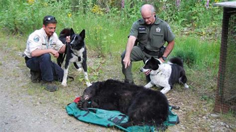 Giant Newfoundland Dog Bred To Hunt Bears Lunawsome
