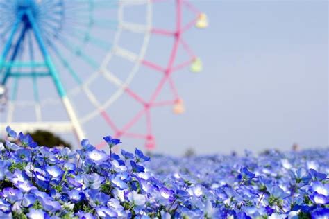 Flower Background Tumblr ·① Download Free Stunning