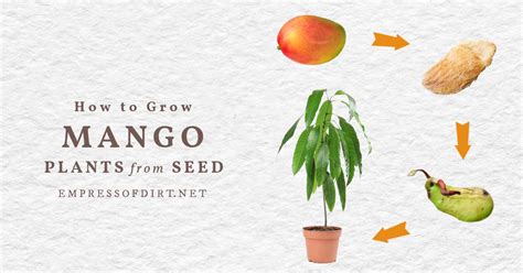 How To Plant Mango Seed Youtube X7zp4ddzphuj2m How To Grow A Mango