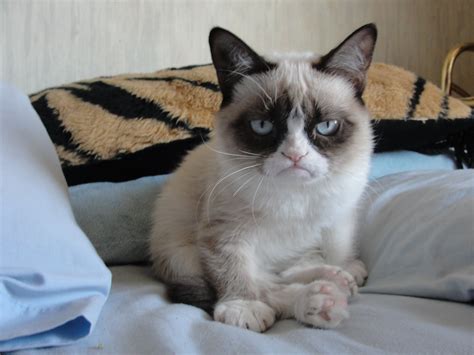 What Kind Of Cat Is Grumpy 15 Things Your Boss Needs To Know About
