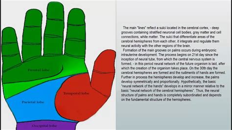 Palmistry “palm Reading” Life Line Line Of Life Youtube