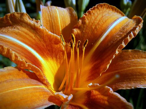Gambar Alam Mekar Struktur Menanam Daun Bunga Berkembang Jeruk Musim Gugur Botani