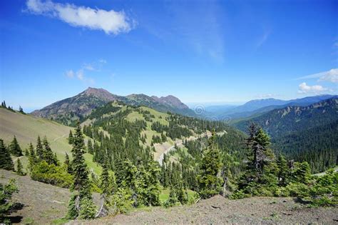Beautiful Mountain In Olympic National Park In Summer Stock Image