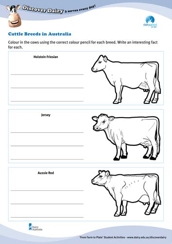 From Farm To Plate Cattle Breeds Teaching Resources