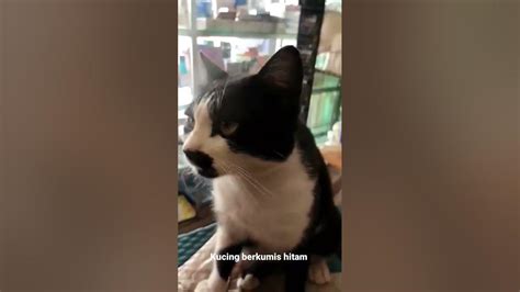 Kucing Berkumis Hitam Youtube