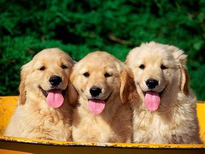 Dogs Wallpapers Dog Puppies Puppy Cutest Adorable
