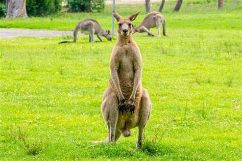 Boxing Kangaroo Boxing Kangaroos Uncyclopedia The Content Free