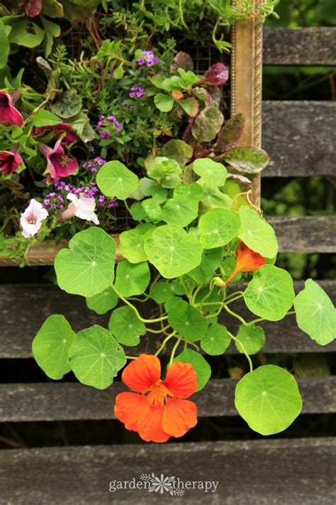 The Ten Best Edible Flowers To Grow In Your Garden