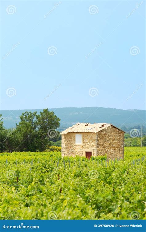 Vineyard In South France Stock Photo Image Of Landscape 39750926