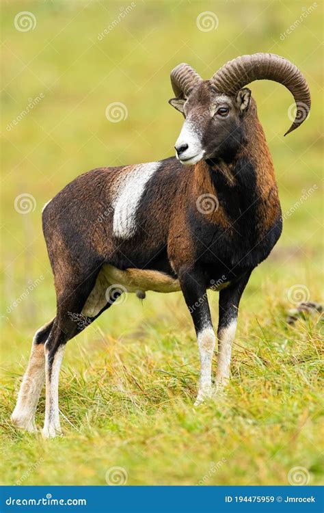 Calm Mouflon Ram Standing On Field In Autumn Nature Stock Image