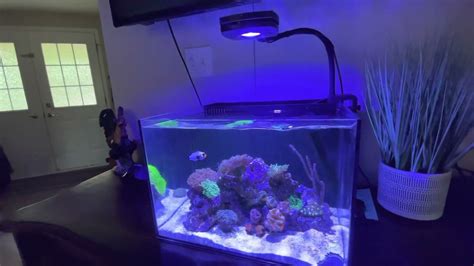 New Studio 12 Aio Tank From Fragbox Reef Casa Youtube